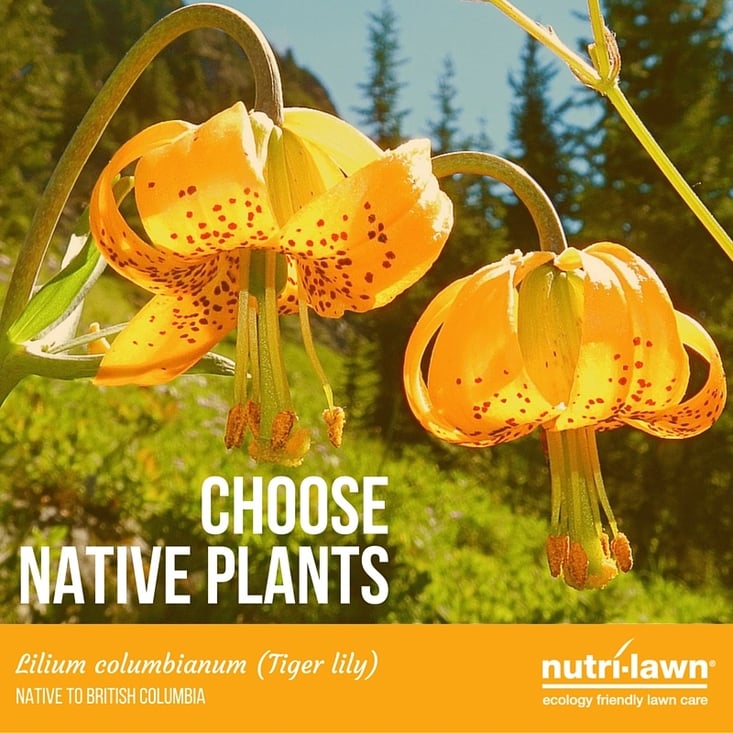 Choose_native_plants_BC-1.jpg