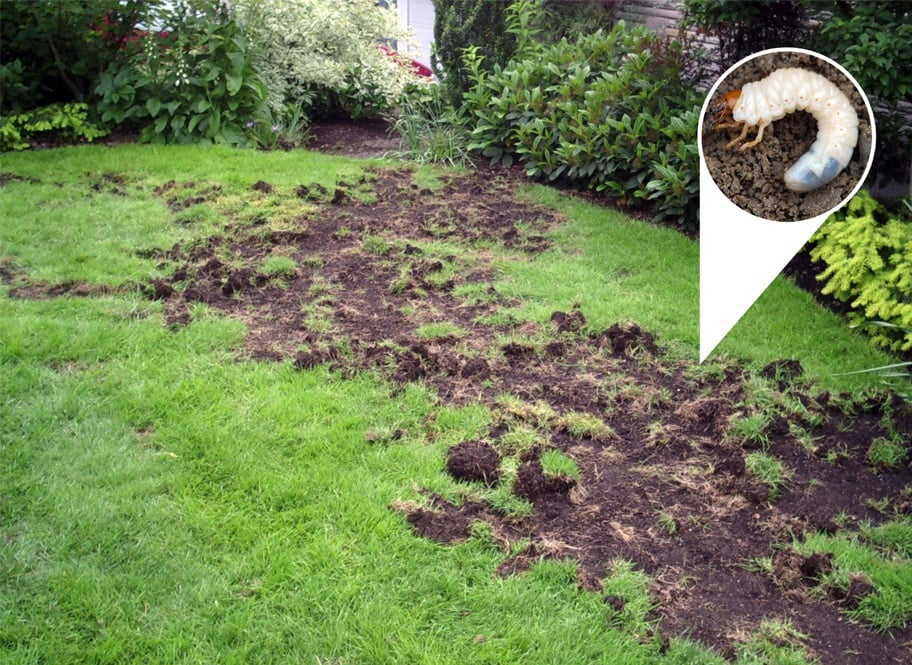 Grumbling About Grubs? Get Rid of Them with Proper Lawn Care