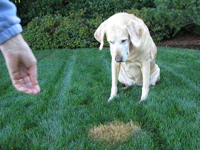 is dog pee good for grass