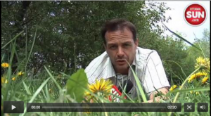 dandelions-blossoming-into-a-big-headache-for-ottawa