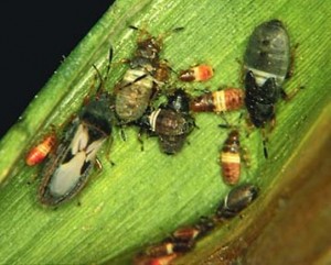 chinch-bug-300x241