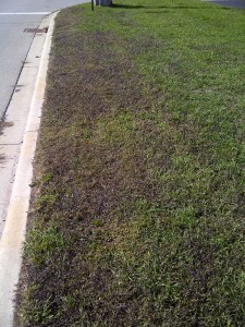 crabgrassalongcurb