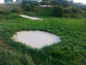 Merion Bunker - White Face