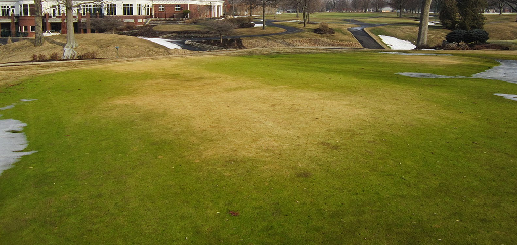 The extent of the desiccation damage can range from minor to severe.