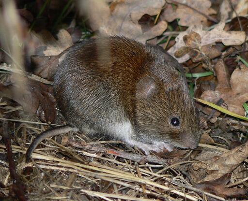 Winter Lawn Tips: Vole Damage