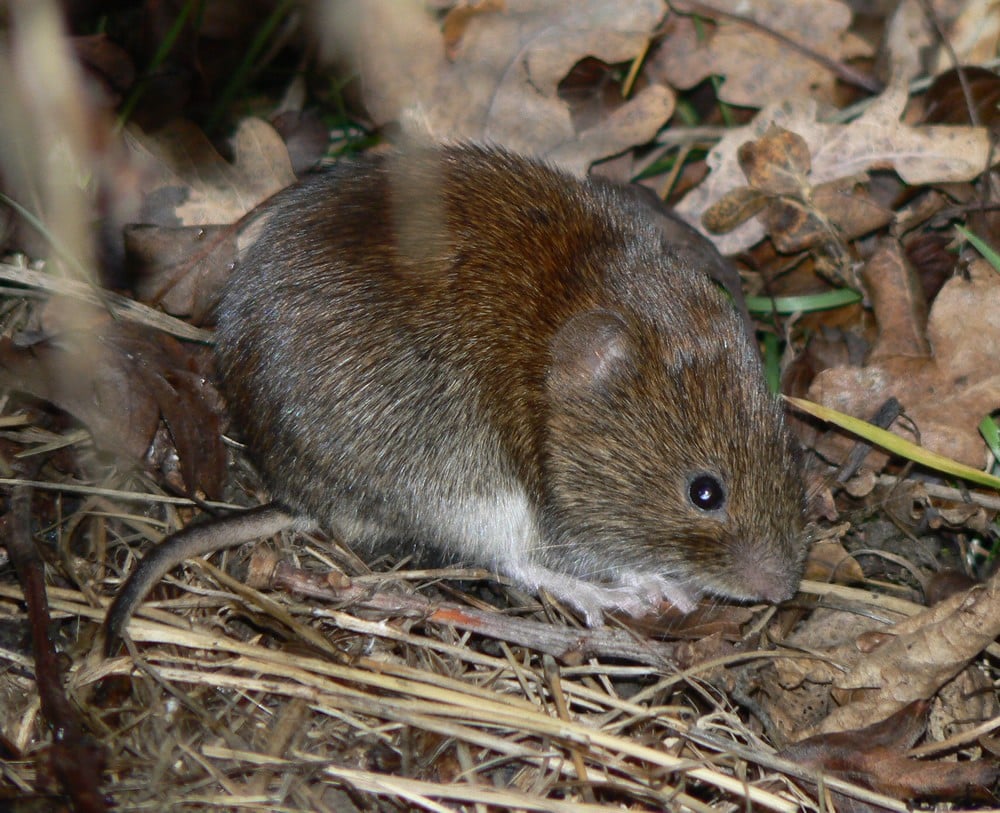 vole close up