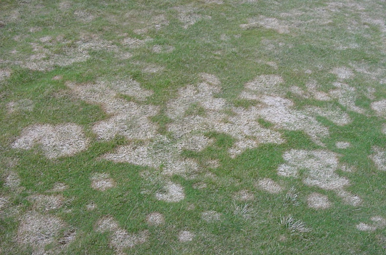 Snow mold is a fungal turfgrass disease that commonly affects lawns in early spring.