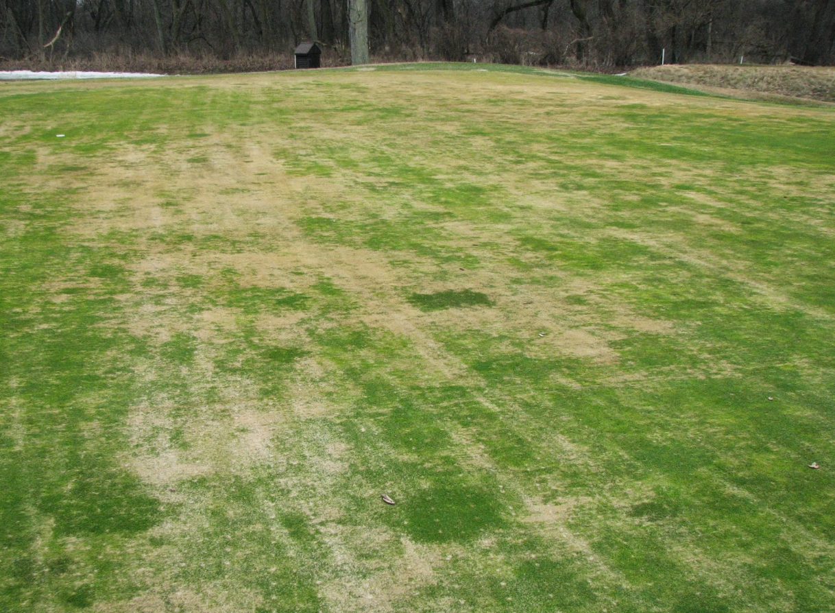 Crown hydration can be quite damaging for your lawn.