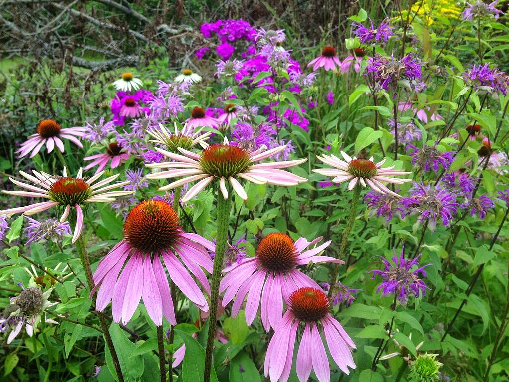 monarda-echinacea