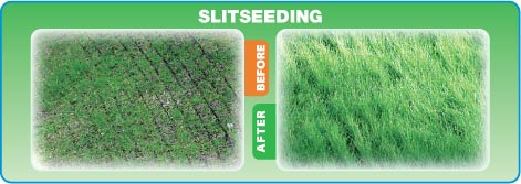 Slitseeding-ottawa-van