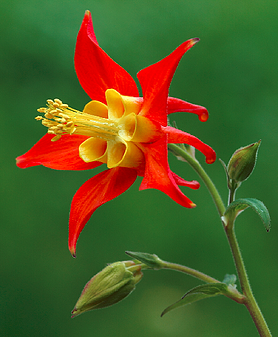 redcolumbine