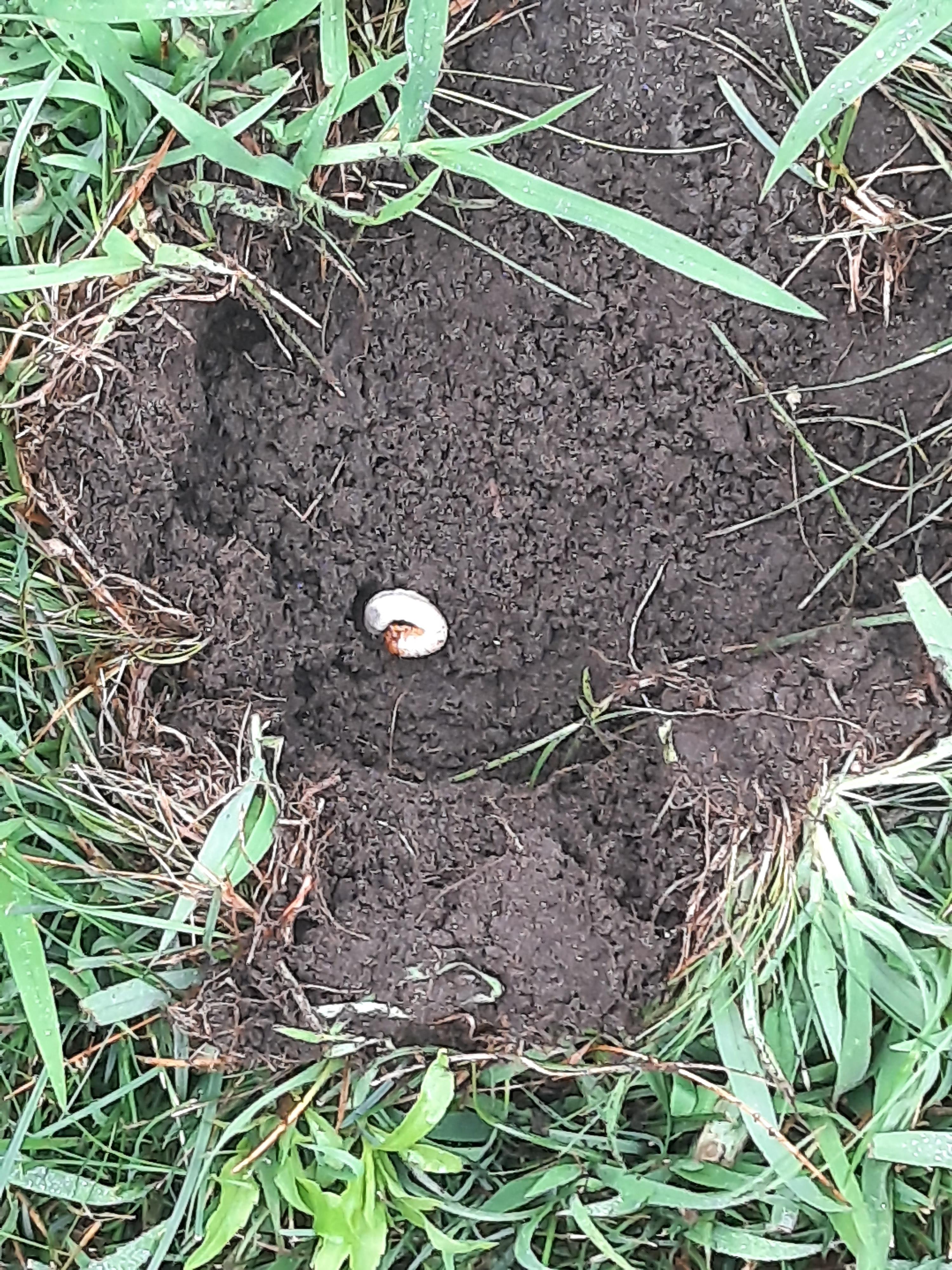 Are grubs damaging your lawn this fall?