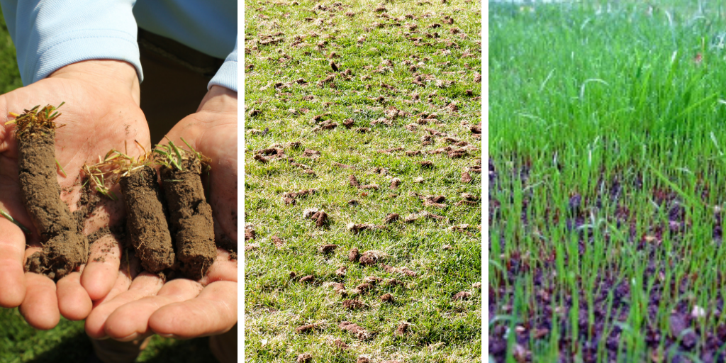 Core aeration is the process by which small cores of soil are removed from the lawn. 