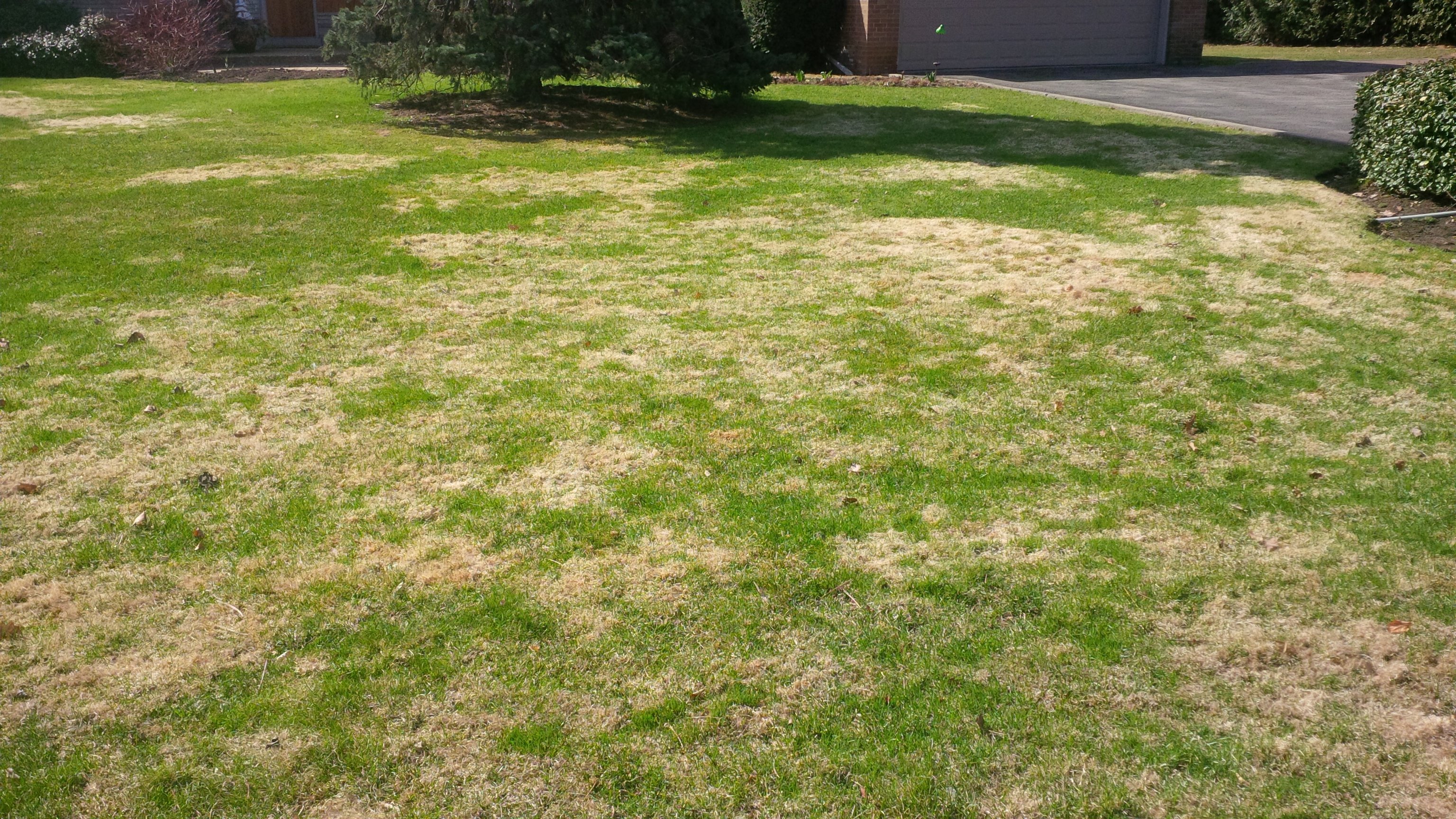 Common Lawn Problems Bentgrass means a Slow Spring Green Up