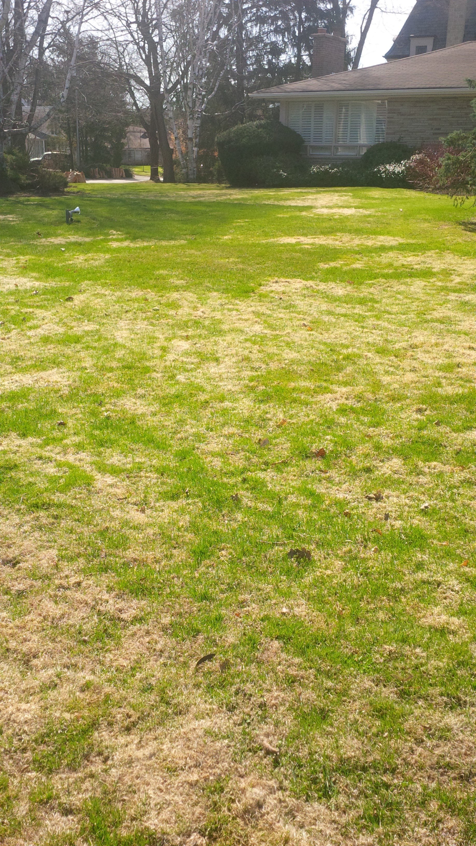 Common Lawn Problems Bentgrass means a Slow Spring Green Up