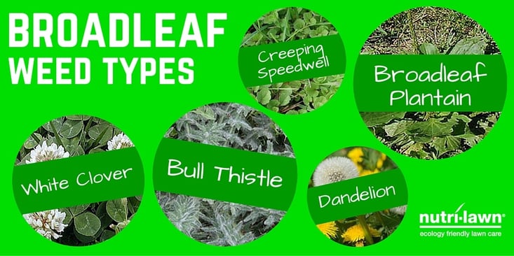 Broadleaf_weed_types_twitter.jpg