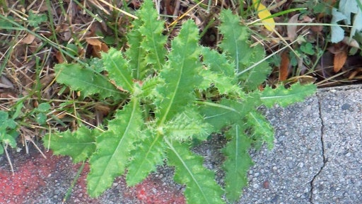 Canada Thistles have prickly spines.