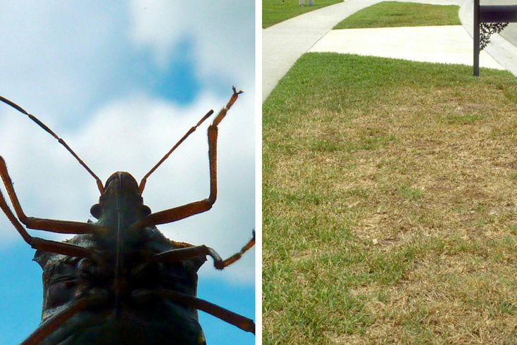 Chinch bugs are common lawn insects that can cause extensive damage if left untreated.