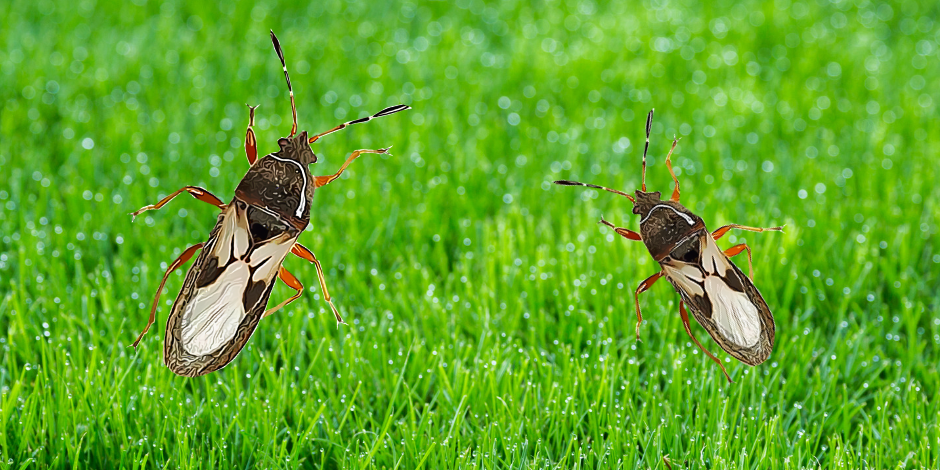 Do You Have A Chinch Bug Problem?