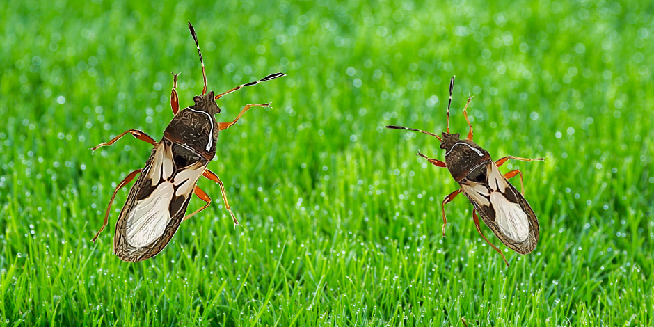 Only the adult chinch bugs cause real damage to your lawn.