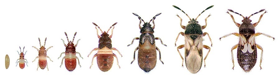 Chinch bugs can be identified in their nymphal life stage by their bright red coloured body.