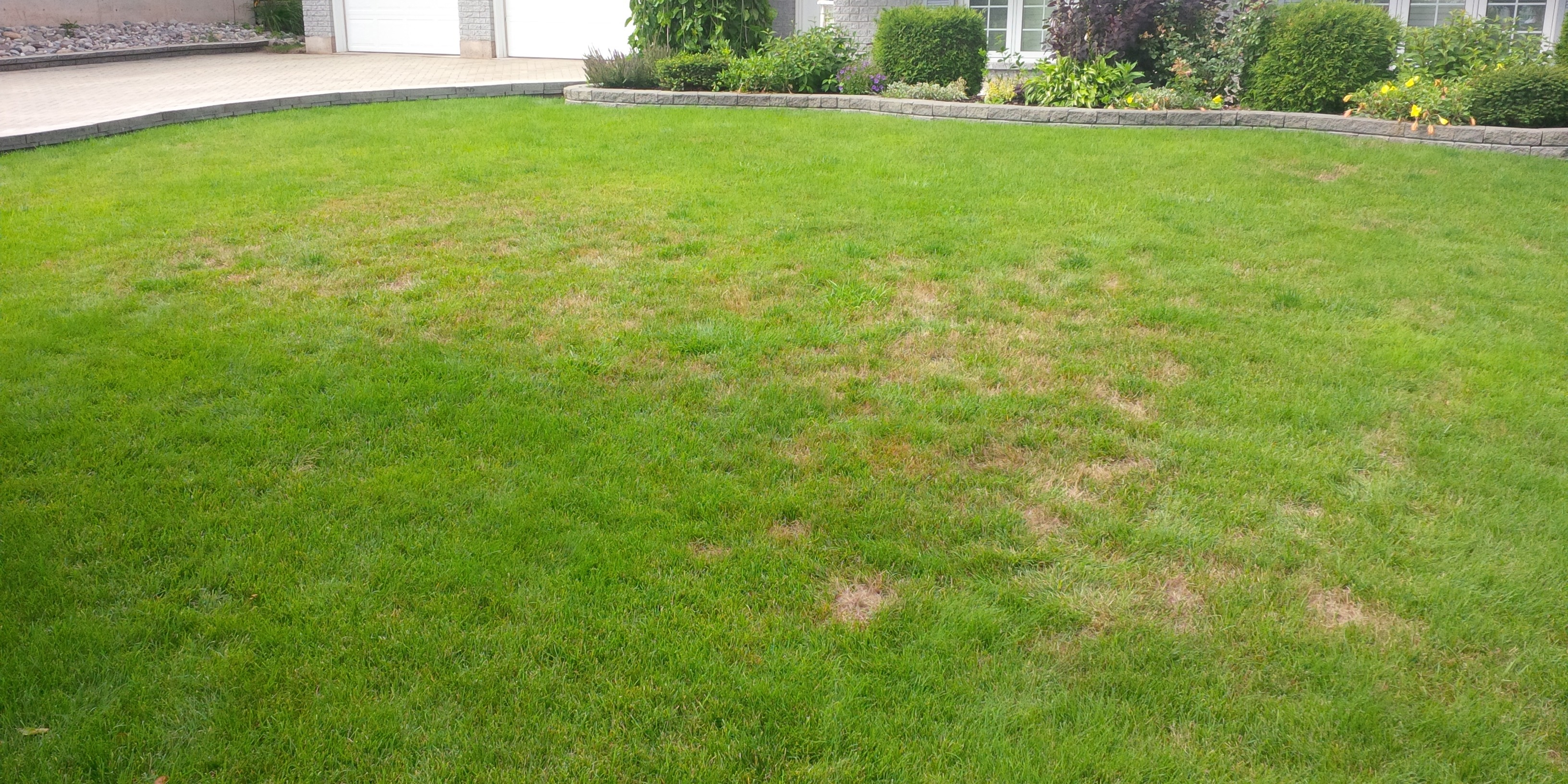 Chinch bug damage occurs in late July and August.