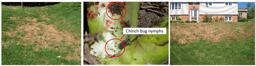 Chinch Bugs Are Active In Ottawa