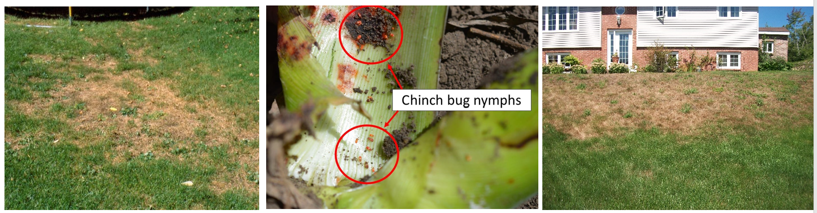 Chinch bugs are most active in spring and summer.