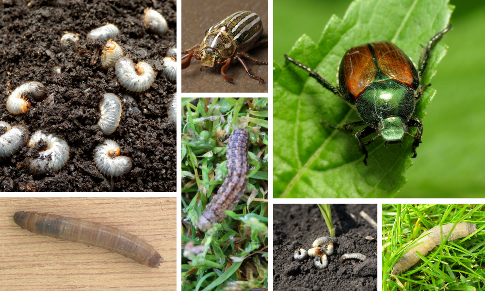 Lawn pests such as white grubs are often a difficult-to-detect issue for the average homeowner until it's too late.