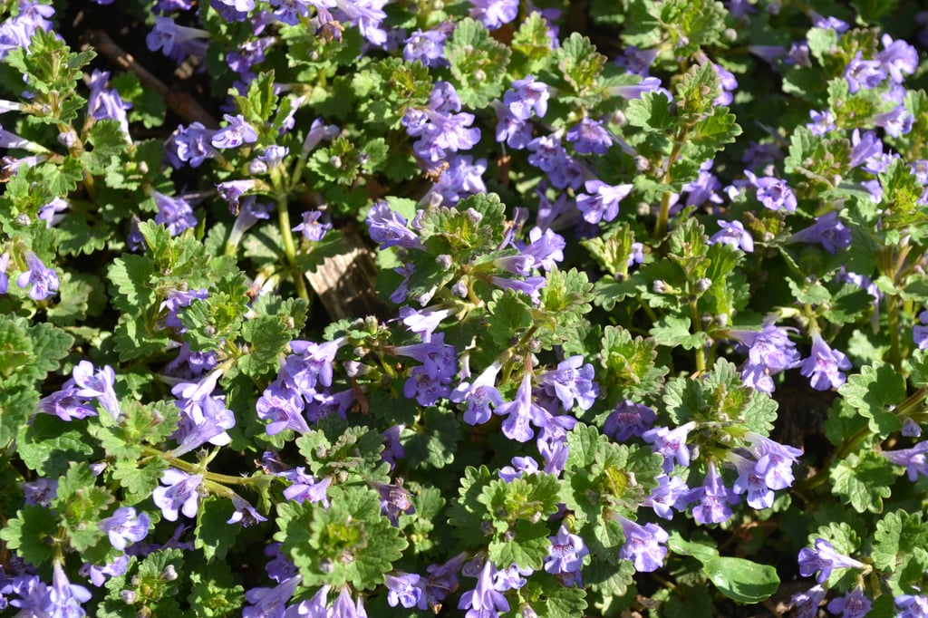 Ground Ivy (Creeping Charlie)