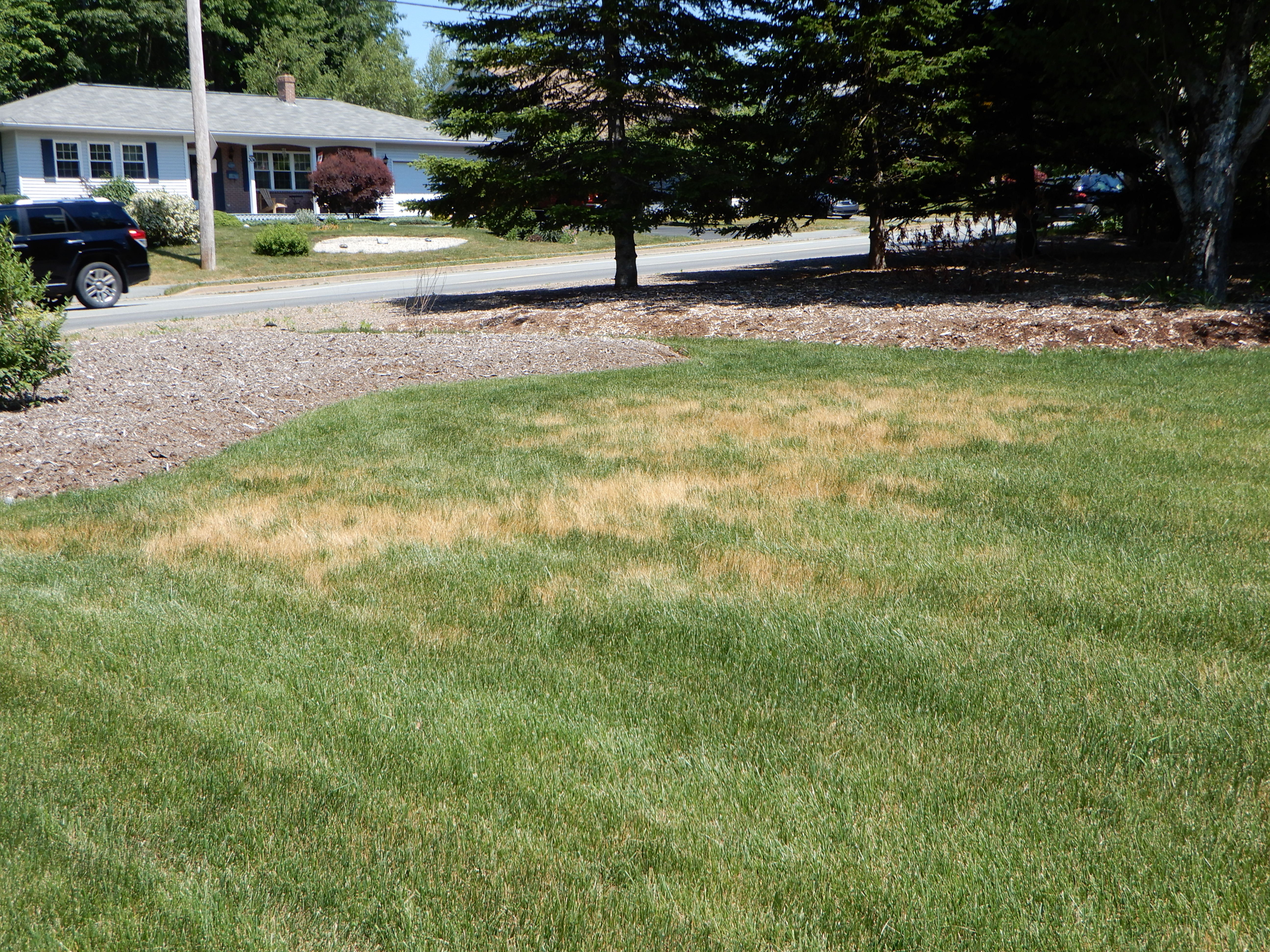 Proper watering and mowing techniques should be followed in the summer.