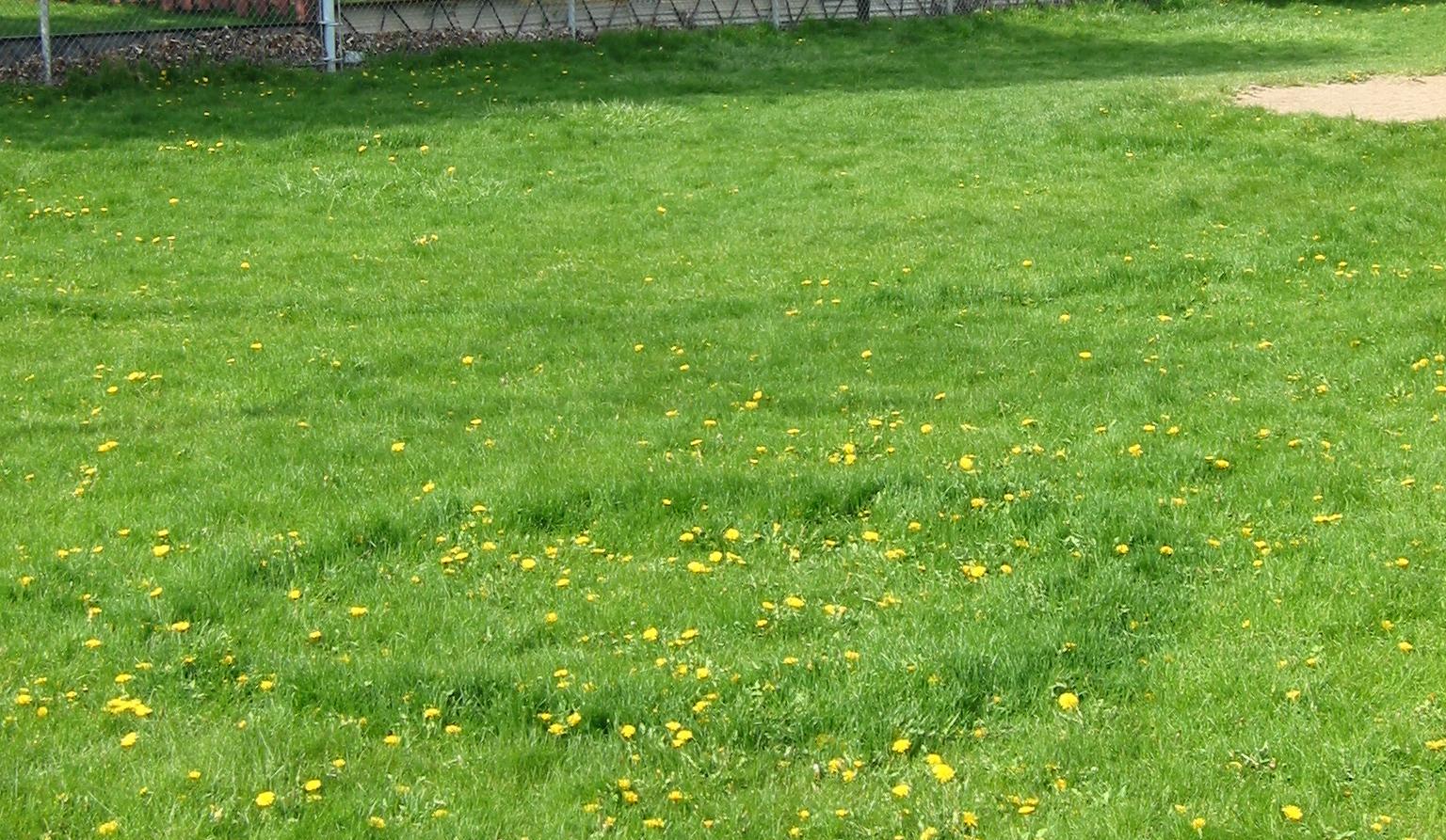 Fairy ring disease is common in all cool season grass species.