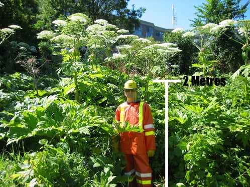 GiantHogweed1