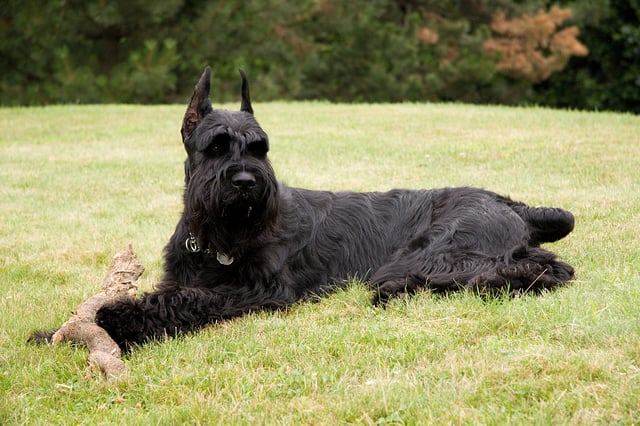 GiantSchnauzer_Grass.jpg