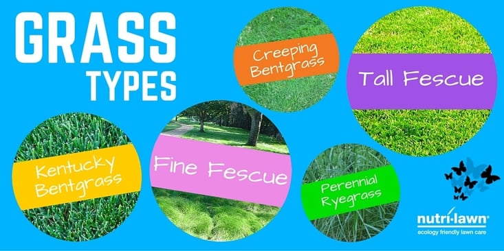 types of grass names