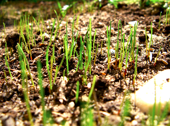 Grow_Grass-1