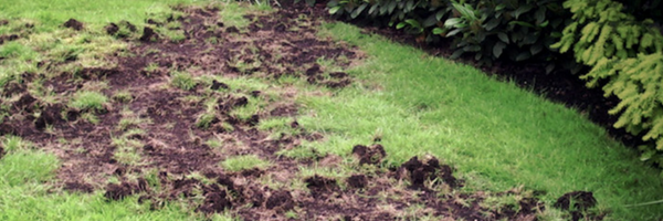 Animal damage on a lawn.