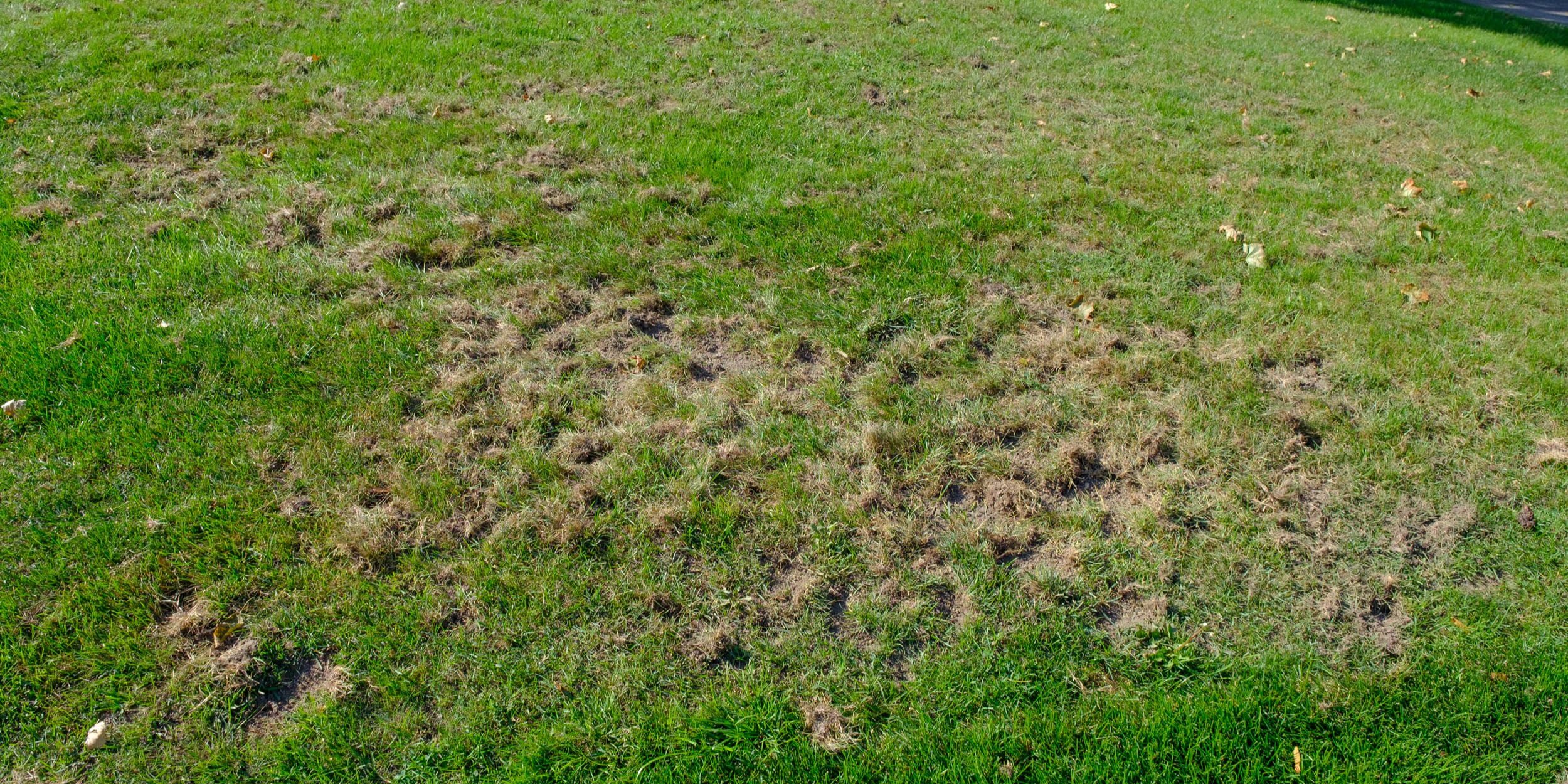 Fall Lawn Care Recommendations: Part 1