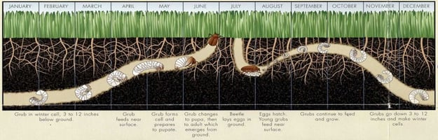 Grub_Life_Cycle