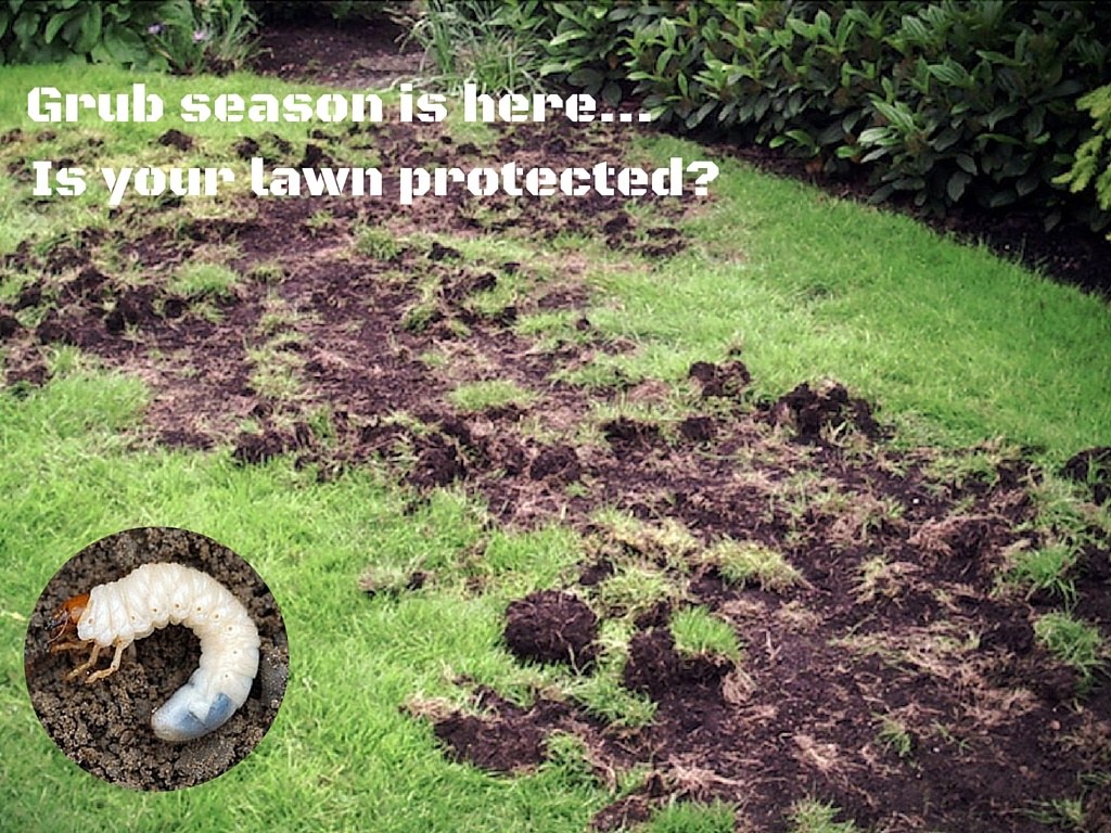 Monitoring Your Lawn For Grubs