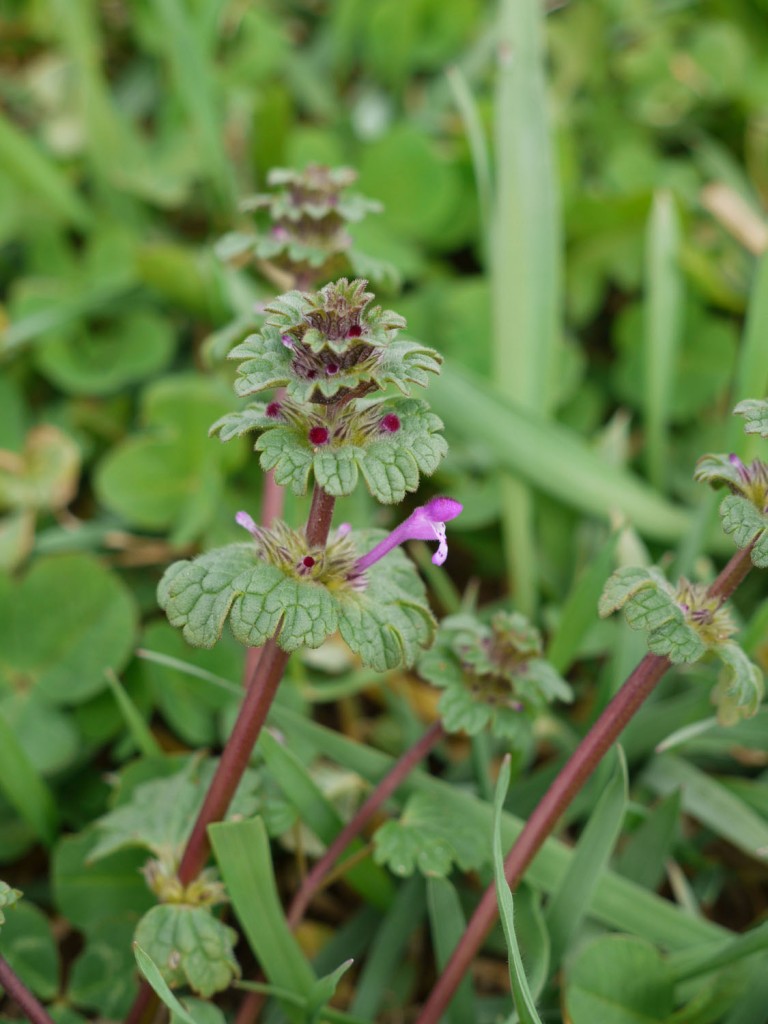 Henbit-1