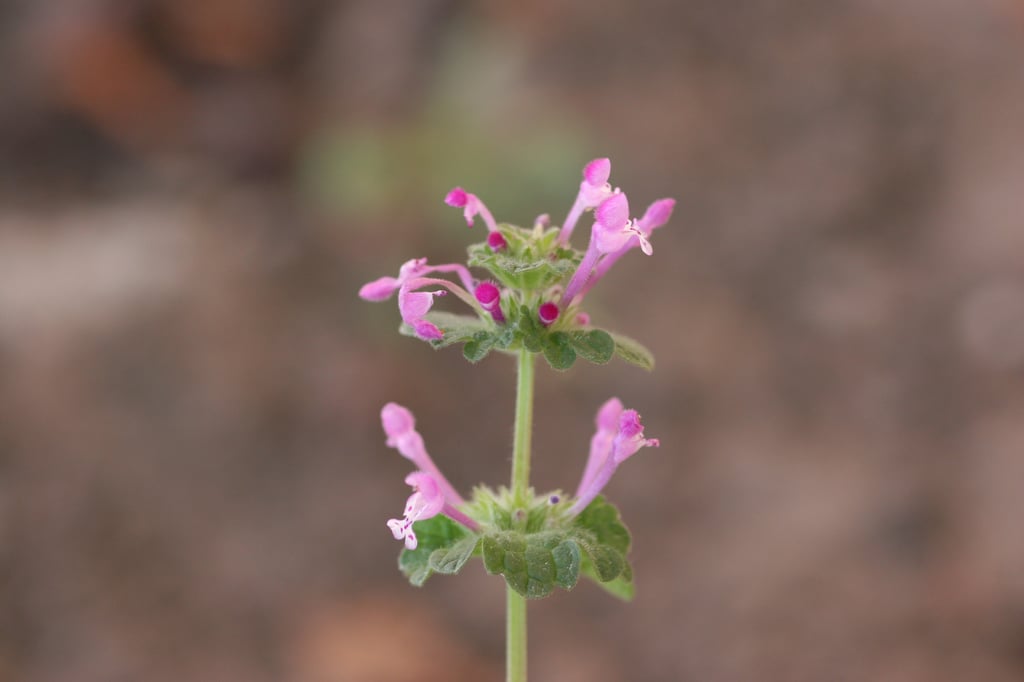 Henbit-flower