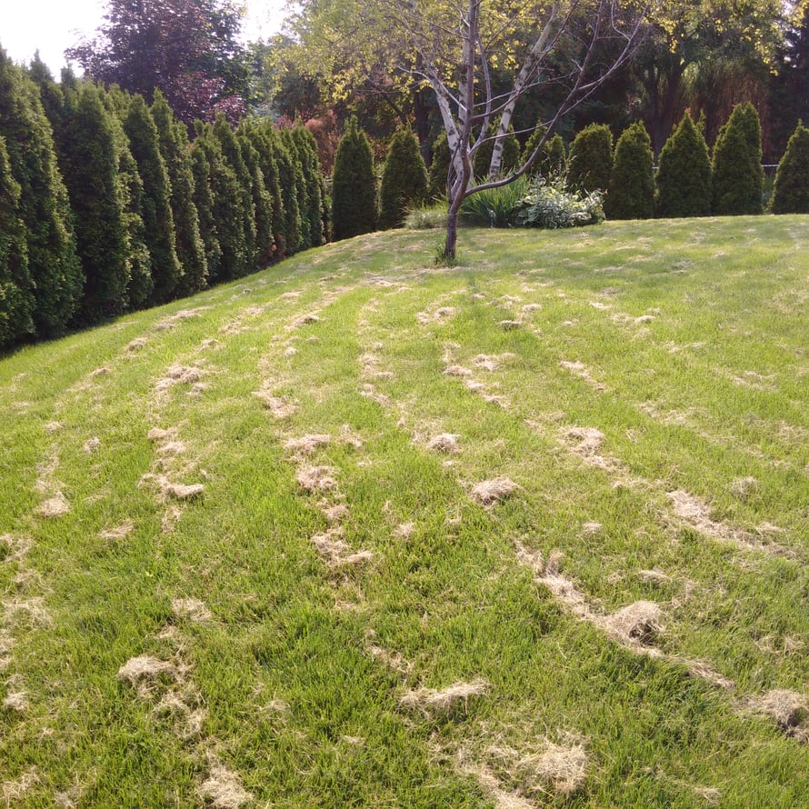 Common Lawn Problems - Excessive Mower Clippings