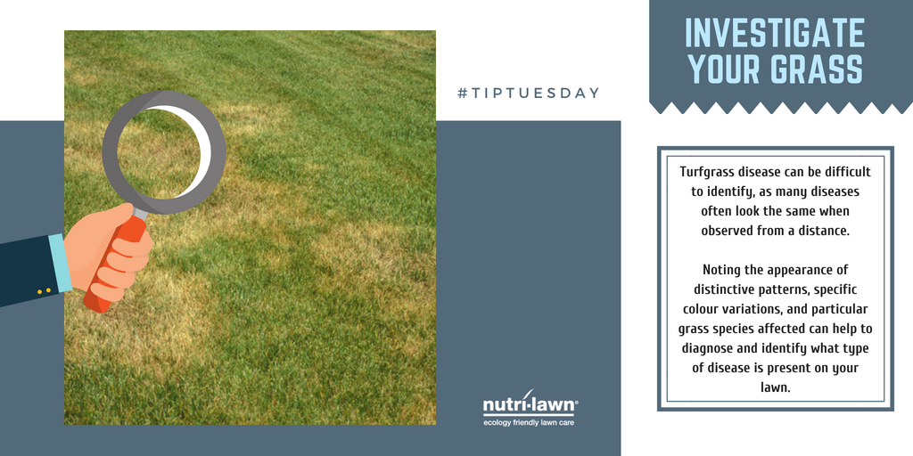 Turfgrass disease can be difficult to identify, as many diseases can look much alike from a distance.