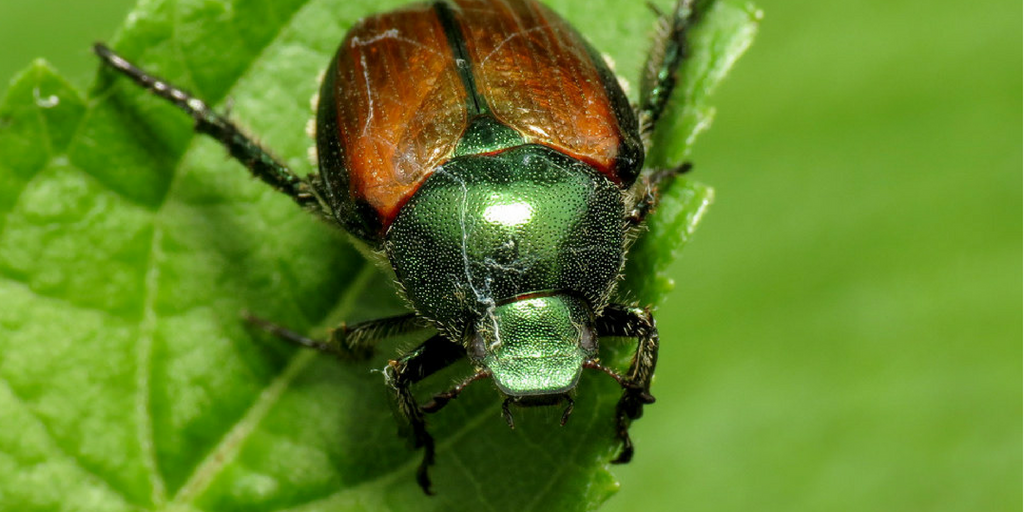 This transformation to adult beetle takes place in early summer, lasting for about a month.