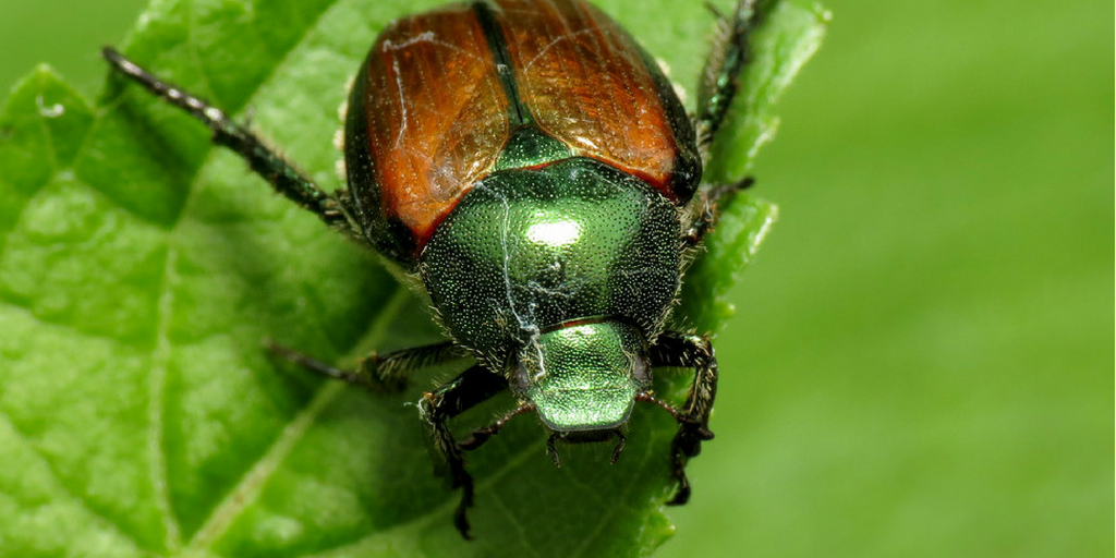 The Japanese beetle is a common white grub species that attacks lawns across Canada, completing its life cycle in one year.