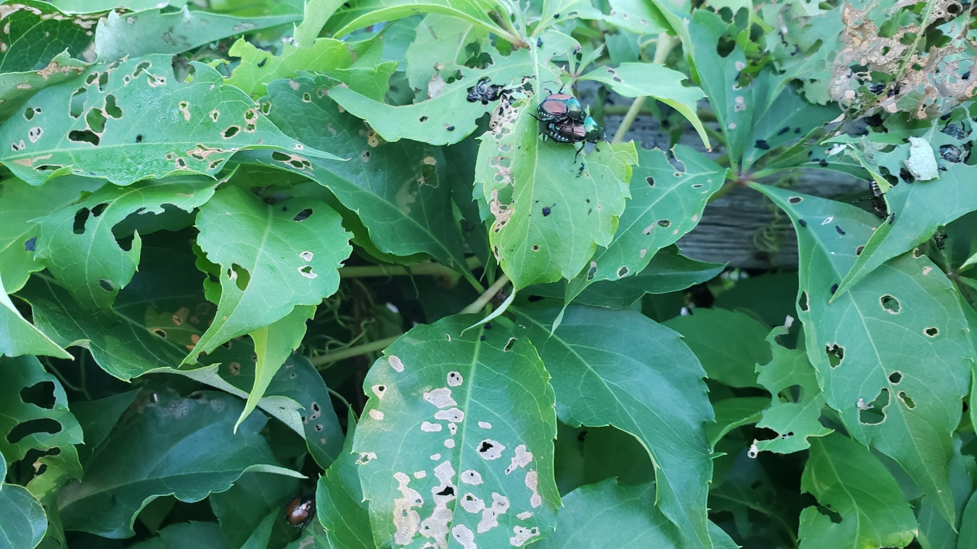 The Japanese Beetle is the adult life stage of a common destructive white grub species found in Canada.