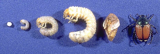 White Grub Control - The White Grub Lifecycle