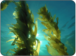 Kelp Seaweed Extract