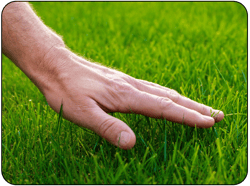 Lawn Benefits